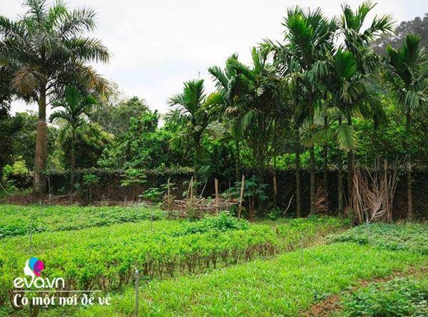 Cô giáo về hưu dựng nhà sàn giữa thung lũng 7000m tìm bình yên cách hà nội 49km - 11