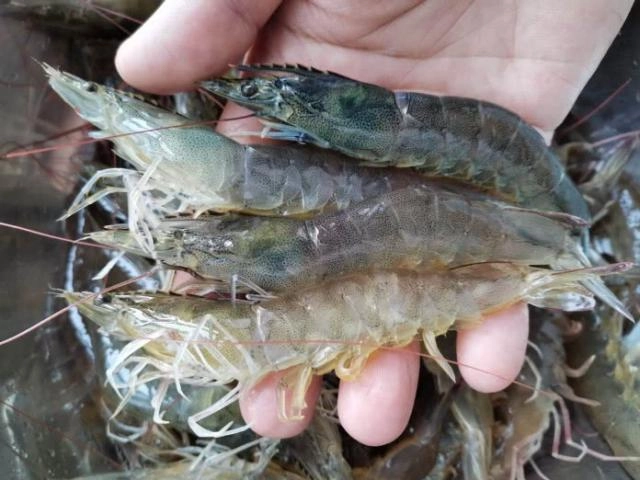 Thật sai lầm khi rửa súp lơ xanh trực tiếp với nước thêm 2 bước nó mới sạch hoàn toàn - 4