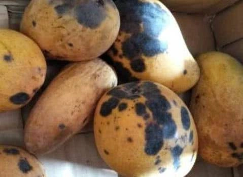 Đốm đen trên quả xoài to hay nhỏ thì ăn được và sự thật người mua giờ mới biết - 2