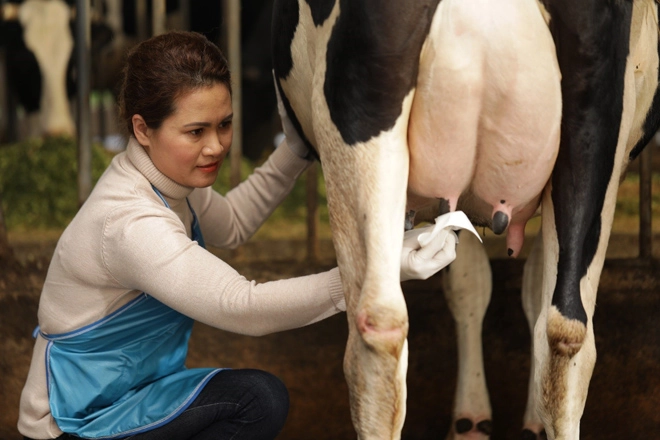 Hành trình 7 ngày tìm hiểu cách chăm bò độc đáo chỉ có ở nông dân cô gái hà lan - 1