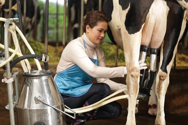 Hành trình 7 ngày tìm hiểu cách chăm bò độc đáo chỉ có ở nông dân cô gái hà lan - 2