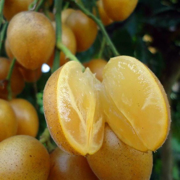 Học 8x làm quất hồng bì chưng đường phèn vừa ngon lại trị ho cho thời tiết giao mùa - 2