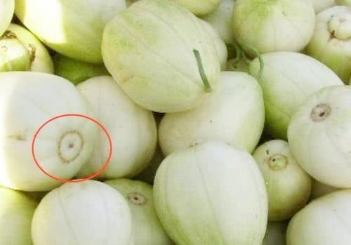 Khi mua dưa lê nhìn vào rốn quả thấy điều này chị em nhanh tay mua ngay kẻo hết - 2