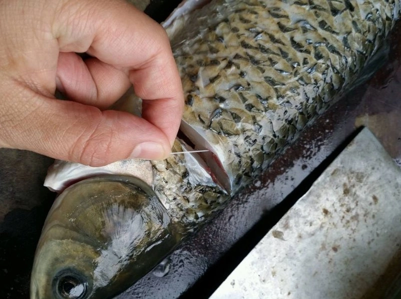 Không cần dùng giấm hay rượu khử tanh chỉ cần rút sợi này khi mổ cá sẽ hết mùi - 2