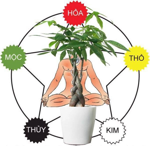 Loại cây thường thấy có tác dụng hút tiền trong phong thủy lại còn đuổi được muỗi - 4