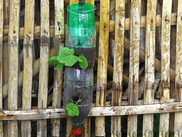 Nhặt lại chai nhựa làm chỗ trồng rau vài tuần sau lớn nhanh như thổi ai cũng ngạc nhiên - 7