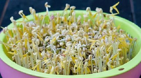 Vỏ bịch sữa chai nước làm giá đỗ ăn trong mùa dịch dễ lấy nhất làm bằng khăn vải - 2