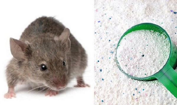8 cách đuổi chuột hiệu quả hơn dùng thuốc bạn có thể áp dụng trong nhà - 1