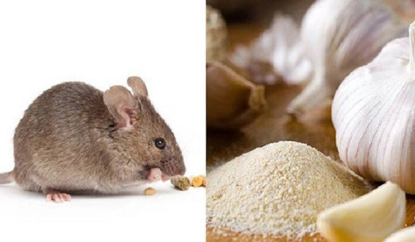 8 cách đuổi chuột hiệu quả hơn dùng thuốc bạn có thể áp dụng trong nhà - 2