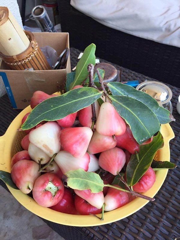 Ca sĩ bằng kiều khoe hoa quả trĩu trịt trong vườn nhà có trái to hơn cả người - 7