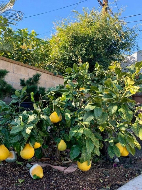 Ca sĩ bằng kiều khoe hoa quả trĩu trịt trong vườn nhà có trái to hơn cả người - 8