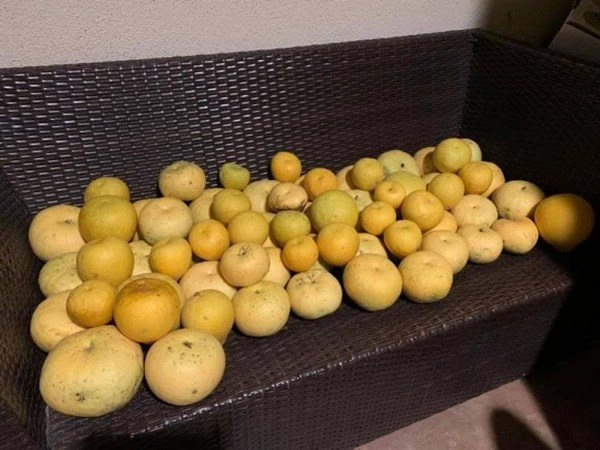 Ca sĩ bằng kiều khoe hoa quả trĩu trịt trong vườn nhà có trái to hơn cả người - 10
