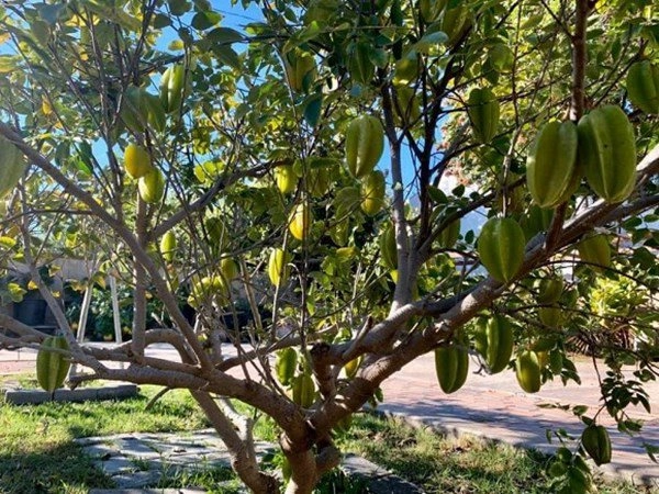 Ca sĩ bằng kiều khoe hoa quả trĩu trịt trong vườn nhà có trái to hơn cả người - 11