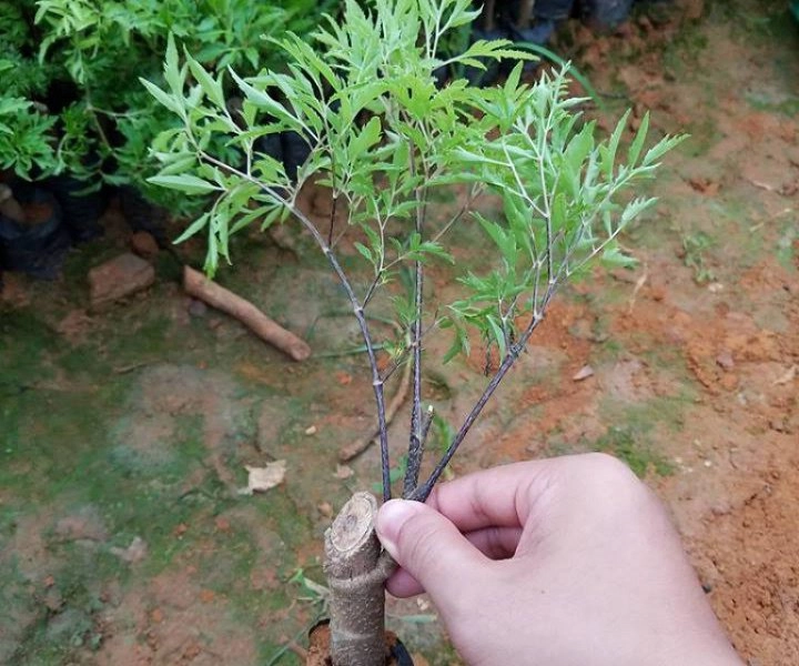 Cách trồng cây đinh lăng bằng cành củ nhanh to - 2