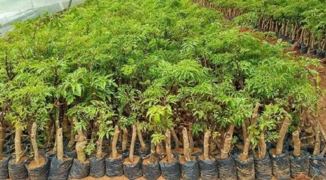 Cách trồng cây đinh lăng bằng cành củ nhanh to - 3