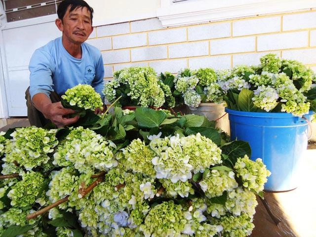 Hoa cẩm tú cầu có ý nghĩa gì và cách trồng chăm sóc tốt nhất - 7