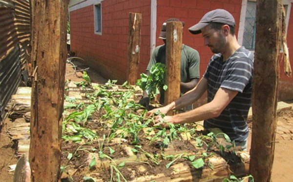 Học người nước ngoài trồng rau trên thân chuối tiết kiệm diện tích rau lớn ầm ầm - 1