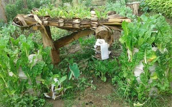 Học người nước ngoài trồng rau trên thân chuối tiết kiệm diện tích rau lớn ầm ầm - 2