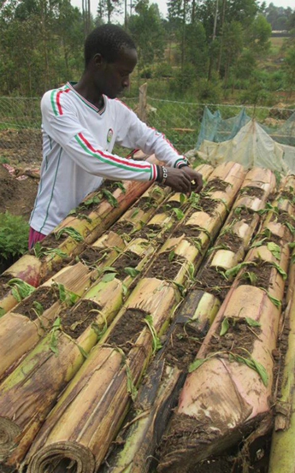 Học người nước ngoài trồng rau trên thân chuối tiết kiệm diện tích rau lớn ầm ầm - 3