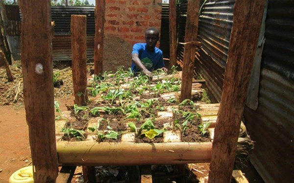 Học người nước ngoài trồng rau trên thân chuối tiết kiệm diện tích rau lớn ầm ầm - 4