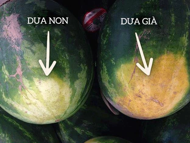 Không cần vỗ khi chọn dưa hấu người trồng mách 1 cách đảm bảo dưa vỏ mỏng ngọt xuất sắc - 5
