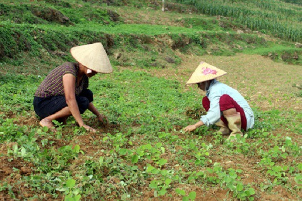 Cây kim tiền thảo - tác dụng cách trồng và chăm sóc - 2