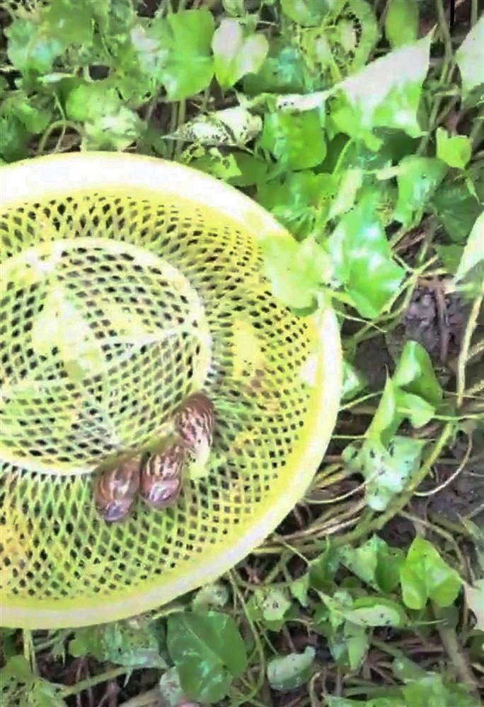 Bắt ốc sên ngoài vườn dưỡng da hai cô gái làm ai cũng thót tim vì quá mạo hiểm - 1