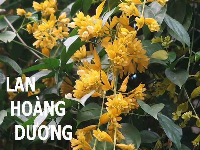 Cây vạn tuế - loài cây biểu trưng cho sự trường thọ và hạnh phúc - 6