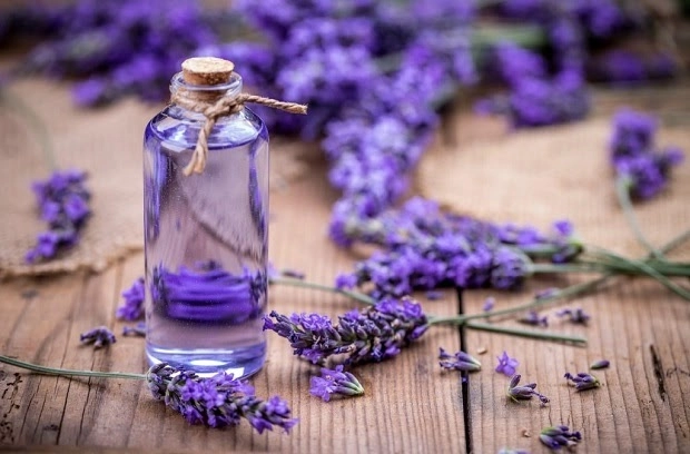 Ý nghĩa hoa lavender và cách trồng chăm sóc tại nhà - 2