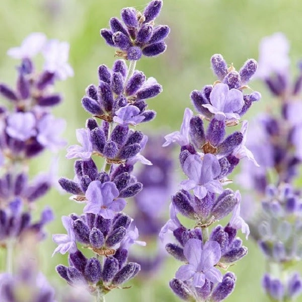 Ý nghĩa hoa lavender và cách trồng chăm sóc tại nhà - 3