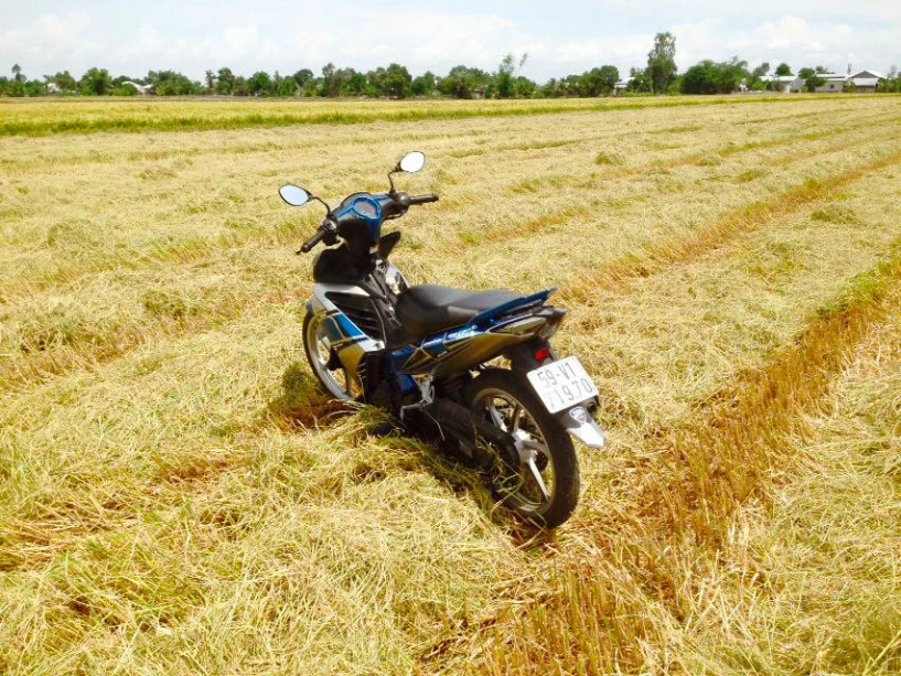 Exciter 135cc giữa cánh đồng mùa gặt lúa - 5