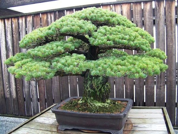 Những thế cây tuyển chọn từ 72 thế kiểng bonsai cho các nghệ nhân đam mê - 2