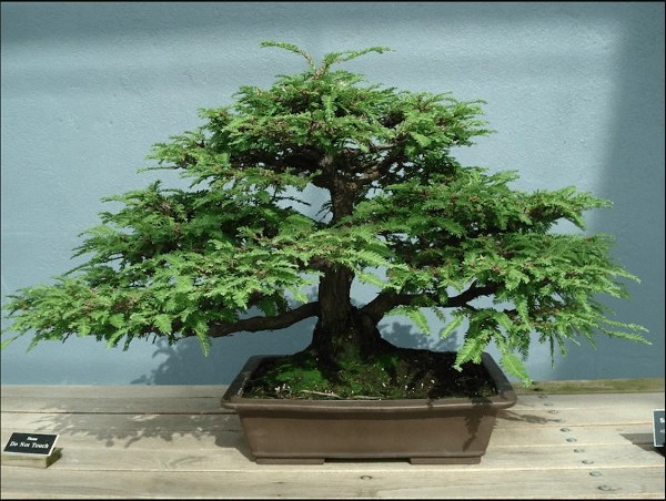 Những thế cây tuyển chọn từ 72 thế kiểng bonsai cho các nghệ nhân đam mê - 4