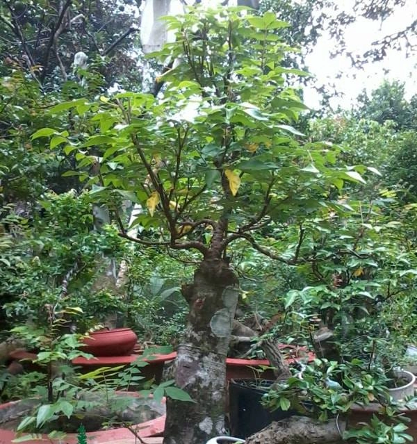 Những thế cây tuyển chọn từ 72 thế kiểng bonsai cho các nghệ nhân đam mê - 5