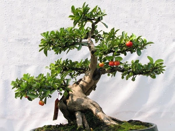 Những thế cây tuyển chọn từ 72 thế kiểng bonsai cho các nghệ nhân đam mê - 6