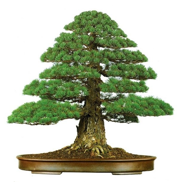 Những thế cây tuyển chọn từ 72 thế kiểng bonsai cho các nghệ nhân đam mê - 7