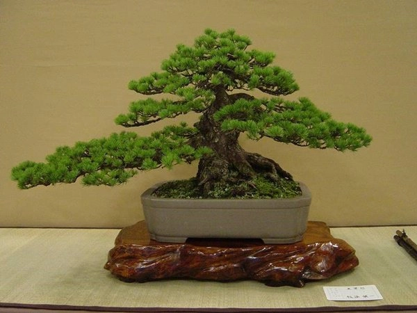 Những thế cây tuyển chọn từ 72 thế kiểng bonsai cho các nghệ nhân đam mê - 8