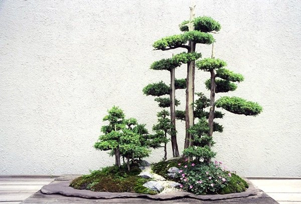 Những thế cây tuyển chọn từ 72 thế kiểng bonsai cho các nghệ nhân đam mê - 9