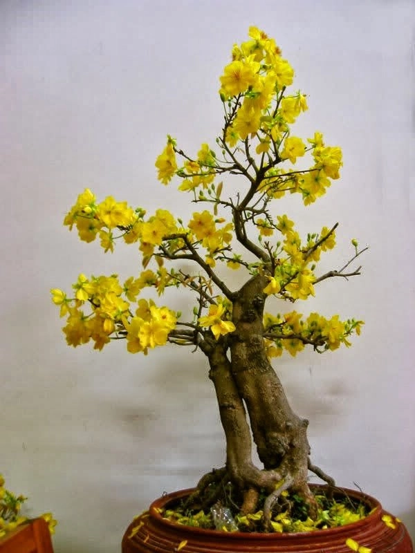 Những thế cây tuyển chọn từ 72 thế kiểng bonsai cho các nghệ nhân đam mê - 10