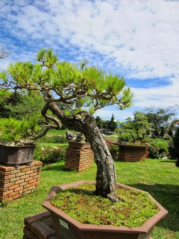 Những thế cây tuyển chọn từ 72 thế kiểng bonsai cho các nghệ nhân đam mê - 11