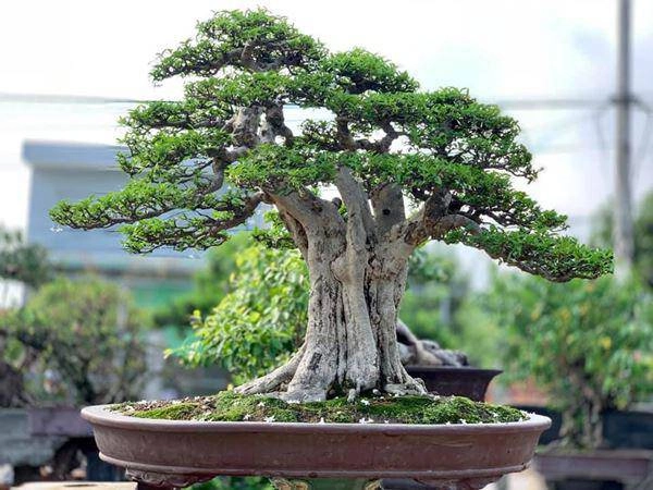 Những thế cây tuyển chọn từ 72 thế kiểng bonsai cho các nghệ nhân đam mê - 12