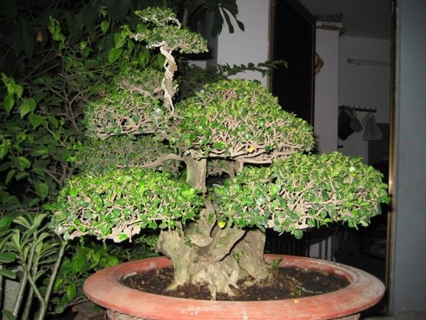 Những thế cây tuyển chọn từ 72 thế kiểng bonsai cho các nghệ nhân đam mê - 13