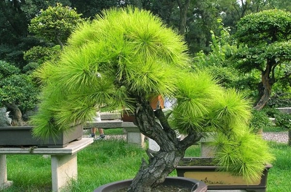 Những thế cây tuyển chọn từ 72 thế kiểng bonsai cho các nghệ nhân đam mê - 14