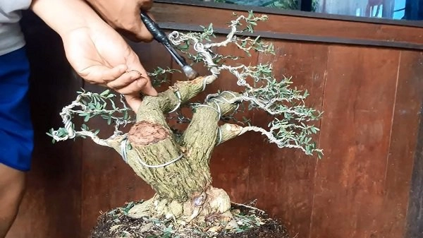 Những thế cây tuyển chọn từ 72 thế kiểng bonsai cho các nghệ nhân đam mê - 15