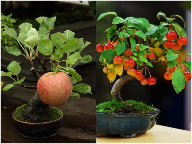 Những thế cây tuyển chọn từ 72 thế kiểng bonsai cho các nghệ nhân đam mê - 16