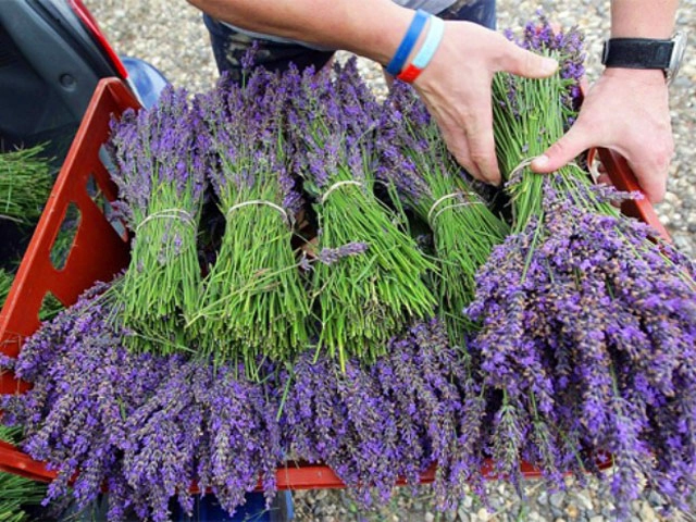 Ý nghĩa hoa lavender và cách trồng chăm sóc tại nhà - 6