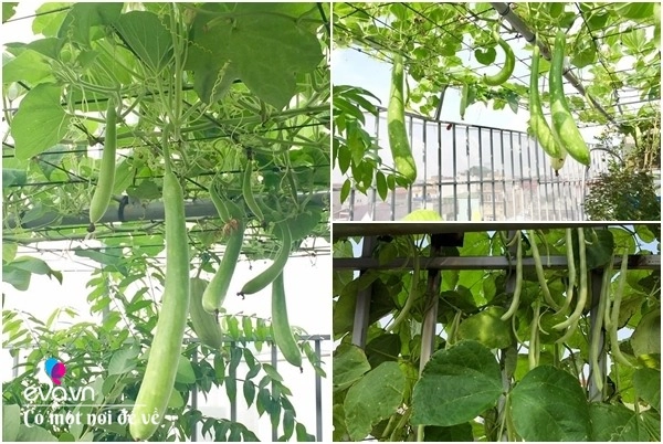 Bố hà nội vác 5 tấn đất lên sân thượng trồng rau phun nước thần cây tốt ngồn ngộn - 4