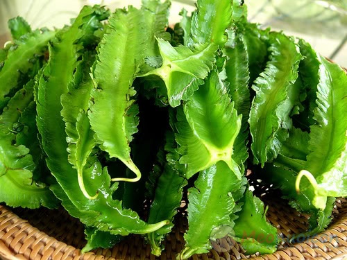 Loại rau này có thể thay 3 ly sữangày cực nhiều canxi con cao vọt mẹ đi chợ mua ngay - 1