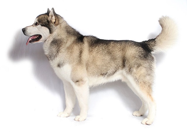 Chó alaska - đặc điểm tính cách và phân biệt với husky - 1