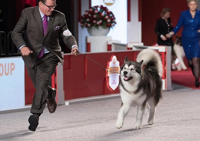 Chó alaska - đặc điểm tính cách và phân biệt với husky - 2